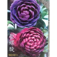 在飛比找蝦皮購物優惠-玫森 紫螺旋茶花 黑珍珠茶花 5-6吋盆觀花植物