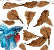 JOR 60 Pack Mini Catappa Indian Almond Leaves, Fin Rot Treatment Betta Fish Water Conditioner Aquarium Leaves, Lower pH, Create Realistic River Habitat, Reduce Stress, Loved by Shrimps & Tropical Fish