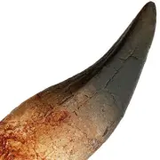 7" - 18cm - T REX tooth - AS SEEN ON BBC TV - dinosaur fossil replicas