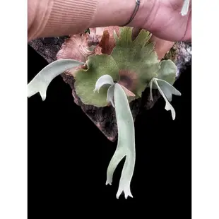 侏儒爪哇P.willinckii  ' Joker '(鹿角蕨、爪哇鹿角蕨、雨林植物、文青植物、蕨類植物、觀葉植物可參考