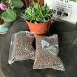 夏天蔬菜種籽-青骨空心菜 白骨空心菜 溫泉空心菜 白杏 紅杏 青杏 鳥杏⚠️🈵️100元才出貨