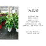心栽花坊-綠蘿/大葉綠蘿/大葉黃金葛/1尺盆/觀葉植物/室內植物/綠化植物/售價700特價600