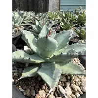 在飛比找蝦皮購物優惠-多肉植物 龍舌蘭 agave 《瀧雷交種甲蟹》自編號2