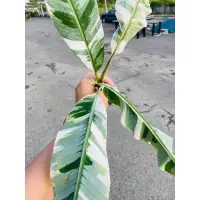 在飛比找蝦皮購物優惠-夏威夷雲彩蕉 Musa Ae Ae 《彼岸園 BienGar