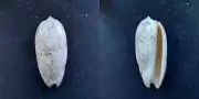 #H200 Oliva Sericea, N. Queensland Australia, 56.5mm sea snail shell