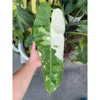 在飛比找蝦皮購物優惠-喬西布諾 Philodendron Jose buono 觀