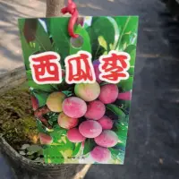 在飛比找蝦皮購物優惠-觀霖園藝 西瓜李嫁接苗 4吋盆 高度40公分