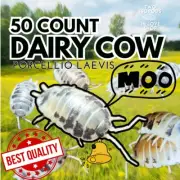 50+ Dairy Cow Isopods | Bioactive Clean-Up Crew | Gecko, Snake, Reptile Tank