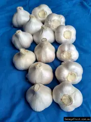 Elephant Garlic or Russian Garlic for Sale - Grow your Own