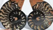 Large Black Ammonite Pair Crystals 124mm 110myo Dinosaur age FOSSIL 4.9" n2599cc