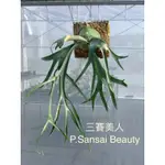 🌱愛客森🌱 三賽美人 鹿角蕨 P.SANSAI BEAUTY