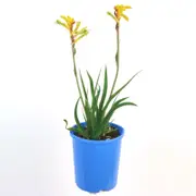 140mm Kangaroo Paw 'Bush Tenacity' - Anigozanthos hybrid