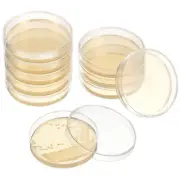 20 Pcs Petri Dishes Nutrient Agar Plate Culture Plates Mycology Baby Child