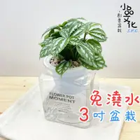 在飛比找蝦皮商城優惠-【小品文化】冷水【現貨】3吋糖果免澆水盆栽 懶人盆栽 觀葉植