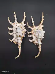 2 X lambis Scorpio scorpion conch sea shells. Beach marine collector #8599