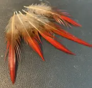 5pcs 6-10cm Natural Red Tip Knife Lady Amherst Pheasant Feathers DIY Art Craft