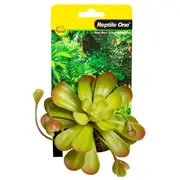 Reptile One Aeonium Ceramic Base Plant Green Min