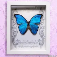 在飛比找Yahoo!奇摩拍賣優惠-【熱賣下殺】蝴蝶標本 大藍閃蝶標本 真蝴蝶標本裝飾畫框 歡樂