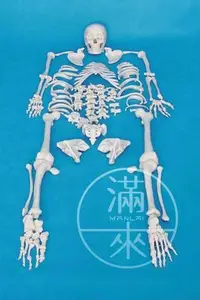 在飛比找Yahoo!奇摩拍賣優惠-170cm 人體骨骼模型 散骨模型【奇滿來】成人散骨模型 醫