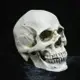 頭骨 骷顱 可分離款(小號) 上下顎分離 假頭骨 骨頭 萬聖節 高質量仿真 骷顱頭【塔克】