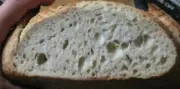 BEST SAN FRANCISCO SOURDOUGH STARTER "sally" very old BONANZA