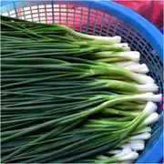 Onion (Spring) - Winter Ishikura Improved seeds