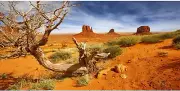 48X24 Inches Reptile Habitat Background Orange Desert Terrarium Background...