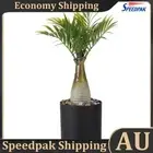 Tree Night Lamp USB Plug LED Plant Shape Light Bedroom Decoration (Palm) AU