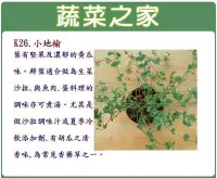 在飛比找Yahoo!奇摩拍賣優惠-【蔬菜之家】K26.小地榆種子60顆(葉有堅果及濃郁的黃瓜味