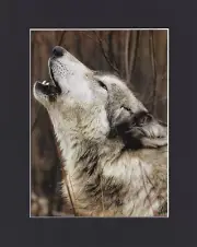 8X10" Matted Print Art Photo Picture: Wolf Wolves, Howling