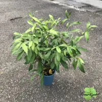 在飛比找Yahoo!奇摩拍賣優惠-~長榮~~新品【羊奶榕】5吋 台灣天仙果 植物 灌木