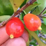 Buy Cedar Bay Cherry Fruit Trees (Eugenia reinwardtiana)