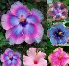 1 Pack 50 Mix Colors Giant Hibiscus Seeds Hibiscus Rosa-sinensis Garden Flowers