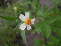 在飛比找Yahoo!奇摩拍賣優惠-妞妞花園 種子 咸豐草 鬼針草 每份35粒 15元 兔子、陸