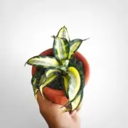 Sansevieria Golden Wendys Rare Uniqe Snake Plant
