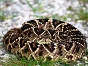 Diamondback Rattlesnke Desert Varmit Mouse Pad Stunning Photos & art