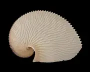 Sea shells Argonauta argo 176.5mm Aquarium Decoration Products