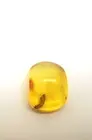 Unique Insect Baltic Amber Insect Inclusion "Millipede"