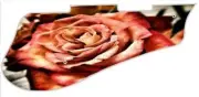 Pickguard Pick Guard 5120 Graphical Graphic Guitar Rose 1