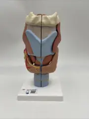 3B Scientific G21 Human Larynx Model, 2 times Full-Size, 7 part Anatomical Model
