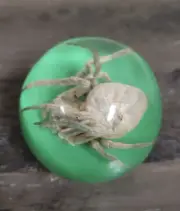 Small Clear and Green Lucite Spider Car/Hot Rod Gear Shifter Knob NOS