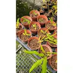 少葉薑 耐陰 觀葉植物 室內植物 香料植物 可食 稀有植物