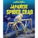 Japanese Spider Crab