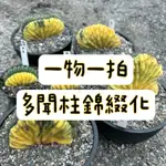 ≡植綠人生≡🌴多聞柱錦綴化🌴一物一拍📷ECHINOPSIS PACHANOI│仙人掌科│仙人掌│療癒│多肉植物│