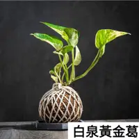 在飛比找蝦皮購物優惠-苔球植物 白泉黃金葛水苔球 苔玉 適合室內植物、辦公室植物、