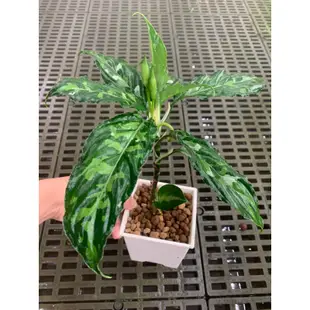 植管局｜迷彩粗肋草 三色顯色Aglaonema pictum tricolor 觀葉 雨林