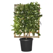 300mm Espalier Blood Orange - Citrus x sinensis