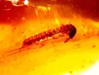 Polydesmid Millipede with Superb Treehopper in Dominican Amber Fossil Gemstone