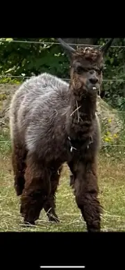 Raw, Unwashed Alpaca Fiber Wool (1 lb) From The Gorgeous prince Ralpheal