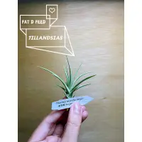 在飛比找蝦皮購物優惠-空氣鳳梨 空鳳 紫羅蘭 Tillandsias aerant